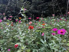 -千岛湖石林
