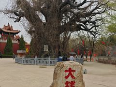 -大槐树寻根祭祖园