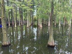 -上海海湾国家森林公园