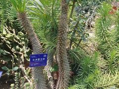 -北京植物园-展览温室