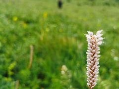 -白草畔自然风景区
