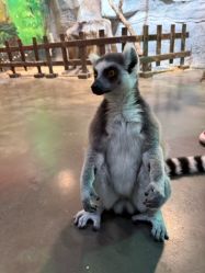 -Zoolung Zoolung动物主题公园(海信广场店)