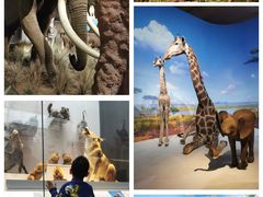 -贝林大翅鲸简餐厅(国家海洋博物馆店)