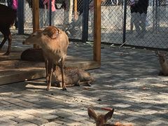 -长白岛森林公园