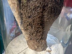 -上海昆虫博物馆