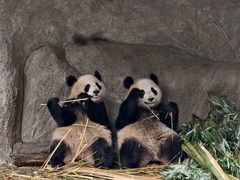 -中国大熊猫保护研究中心雅安碧峰峡基地