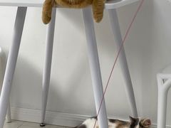 -喵的天空名猫咖啡馆·撸猫·猫舍·用品