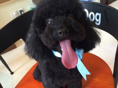 -Oh My Dog宠物沙龙(伊珊娜皮毛护理店)