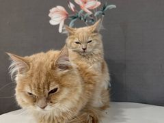 -楼上猫咖(罗湖店)