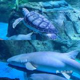 南京海底世界首创沉浸式体验 美人鱼🧜‍♀️再现
