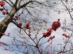 -花开海上生态园