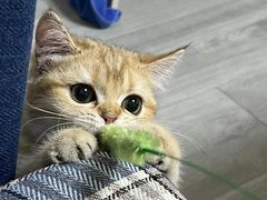 -猫大福·Fortune Cat猫舍(百子湾店)
