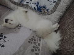 -瑞鹏宠物医院·骨科·猫科·内科(第一中心)
