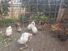 -小鱼草莓采摘园农家乐·小鱼餐厅
