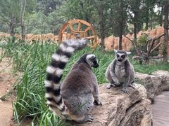 -北京野生动物园