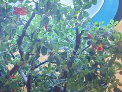 -悦海·家宴·冰花皮皮虾大锅贴(宝龙店)
