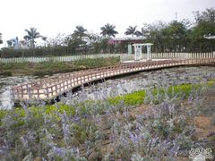 -大湾区中央湿地公园