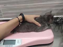 -瑞派名望志远动物医院·猫科·內科·异宠专科(直港大道店)
