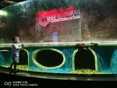 -成都浩海立方海洋公园