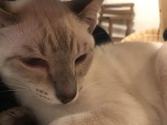 -Cappucimeow猫咪咖啡馆(韦伯时代店)
