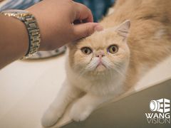 -飞行喵MR PILOT|猫舍·猫咖(静安大融城店)