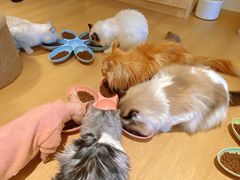 -猫腻·猫咖·撸猫馆(星光大道店)