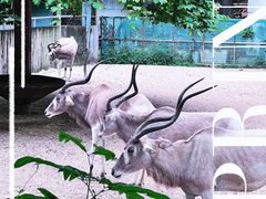 -广州动物园