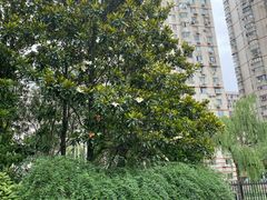 -黄兴公园