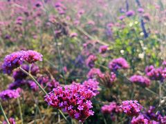 -北京东方普罗旺斯薰衣草庄园