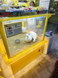 -神奇动物撸宠馆·羊驼·小浣熊·异宠(豫园店)