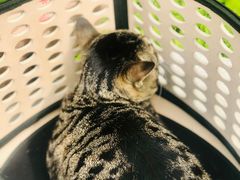 -美联众合宠物医院·爱萌分院·内外科·猫科中心