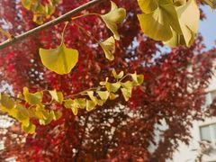 -辽宁大学(崇山校区)