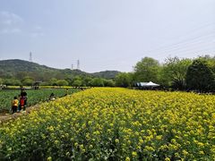 -八卦田遗址公园