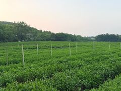 -中国茶叶博物馆(双峰馆区)