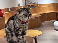 -有猫主题·治愈系猫咖(曾厝垵店)