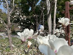 -上海共青森林公园