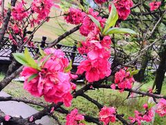 -铁山坪森林公园