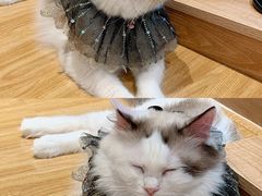 -啵啵喵·猫咖(攀华国际店)
