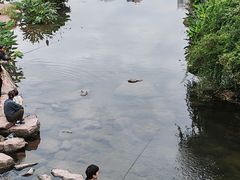 -重庆彩云湖湿地公园