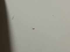 -首都医科大学附属北京同仁医院(西区)