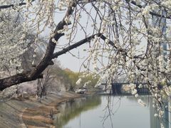 -桃花堤公园
