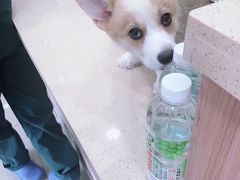 -宠颐生宠物医院·综合诊疗(先锋分院)
