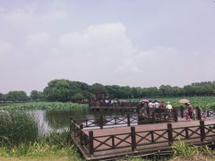 -荷塘月色湿地公园·向阳花洲