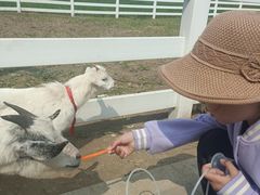 -杭州湾海上花田景区