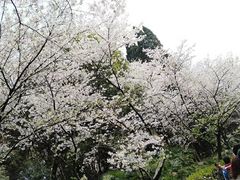 -武汉大学-樱园