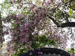 -深圳国际园林花卉博览园