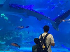 -烟台海昌鲸鲨海洋公园