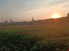 -花博汇(知音花月夜)