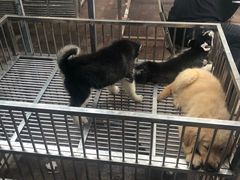 -长宁东道花卉宠物市场