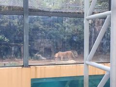 -清迈夜间动物园